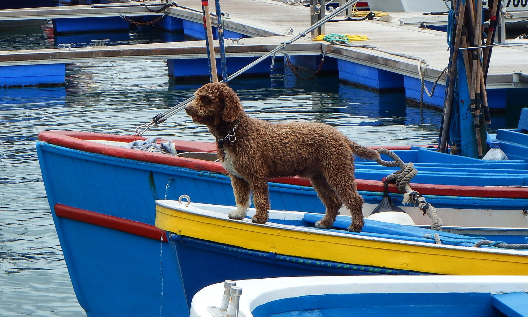 Urlaub mit Hund im gemütlichen Ferienhaus Klöpper�s NordseeFerienhaus