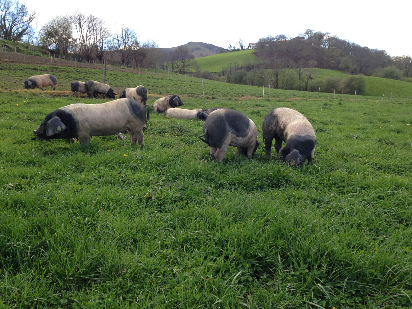 Le Kintoa - vente de produits fermiers du pays basque