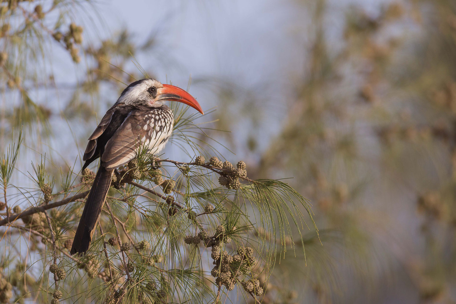 Barbicans Et Calaos Stages Photo Animalière Au Sénégal