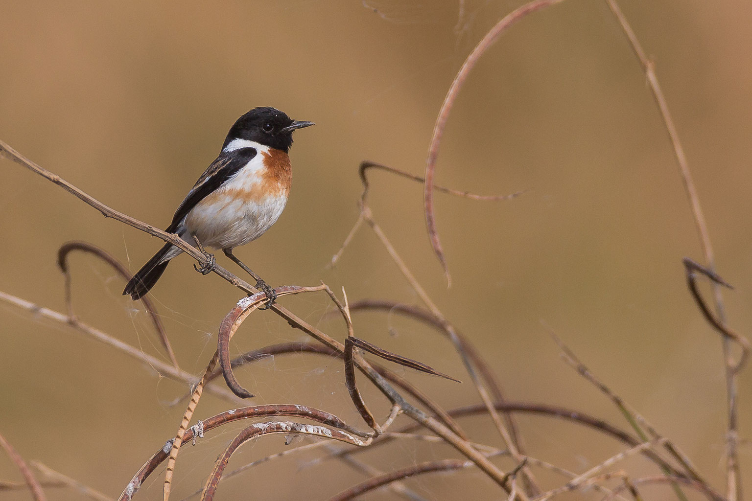 Traquets Tariers Sylvidé Stages Photo Animalière Au Sénégal