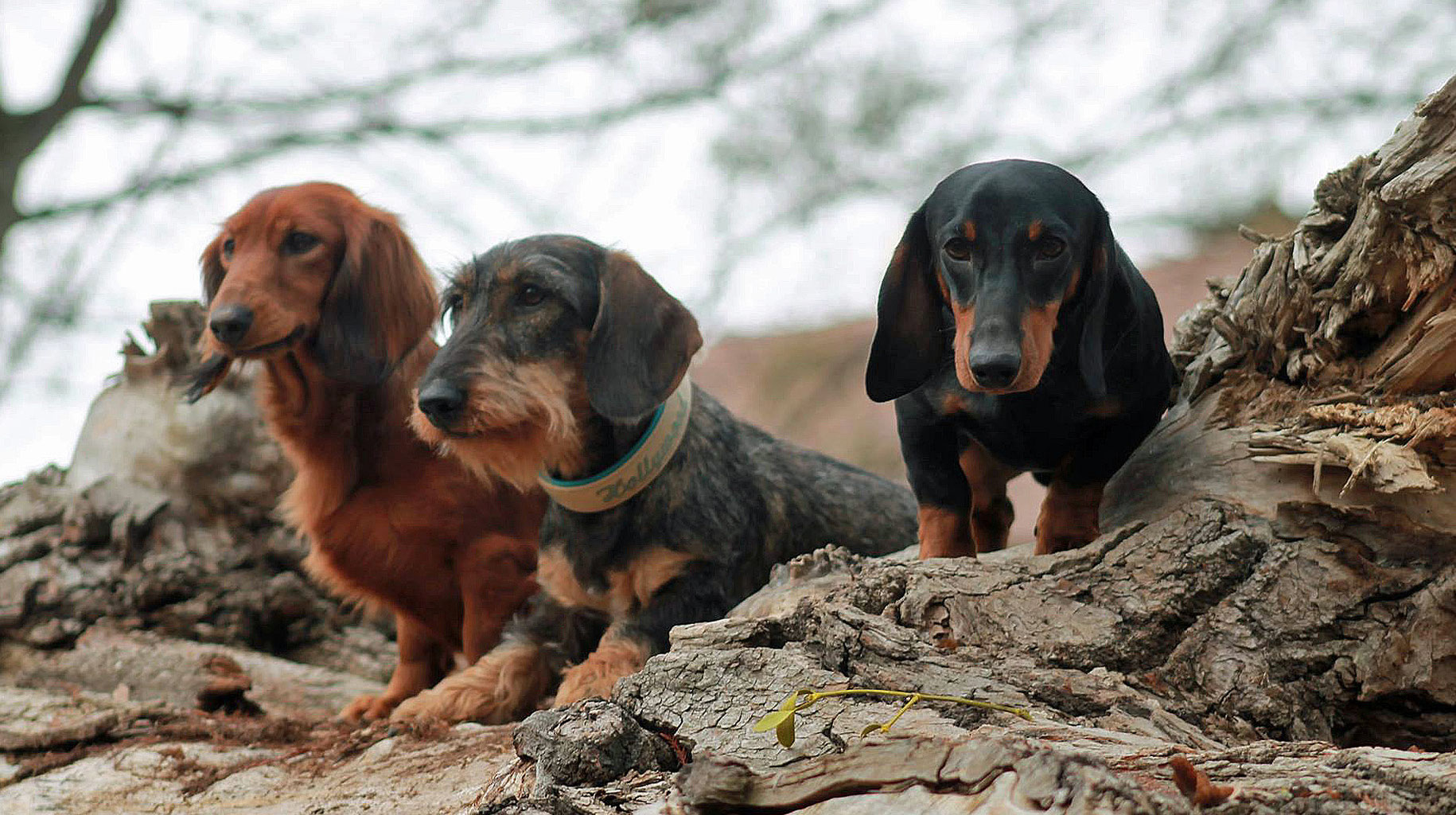 Der DackelAlles über Rauhaardackeln Herzlich Willkommen bei der Rauhhaardackel Zucht "von der