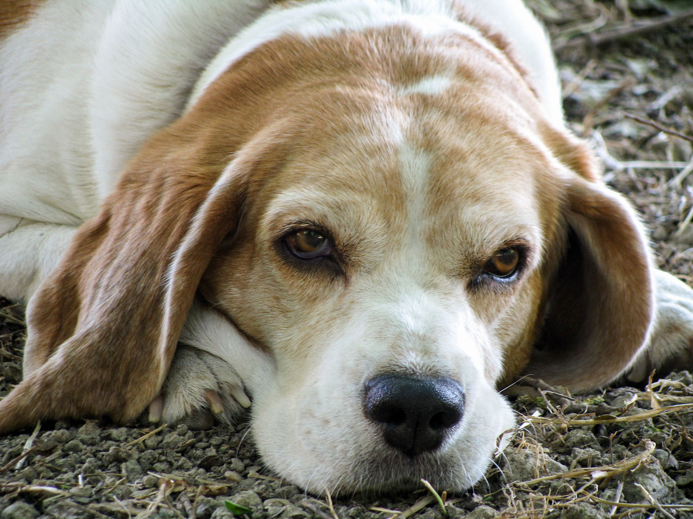 vergrößerte prostata beim hund vergrößerte prostata beim hund