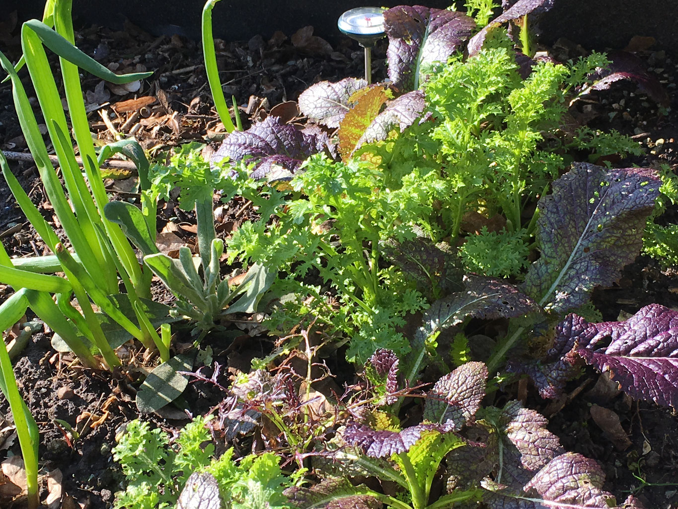 Herbstgemüse für den Frühling ich bin im garten.de