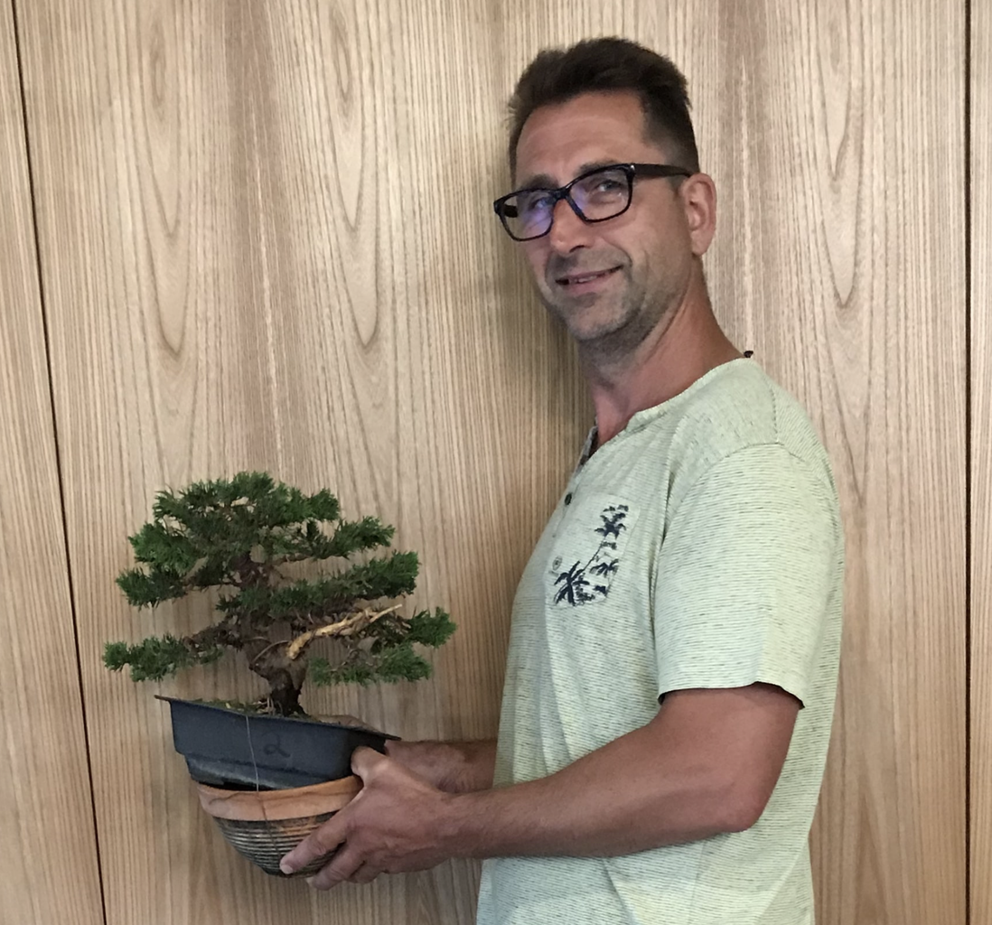 ginseng tree bonsai Ficus Ginseng – Elegant Bonsai-Style Houseplant main image 0