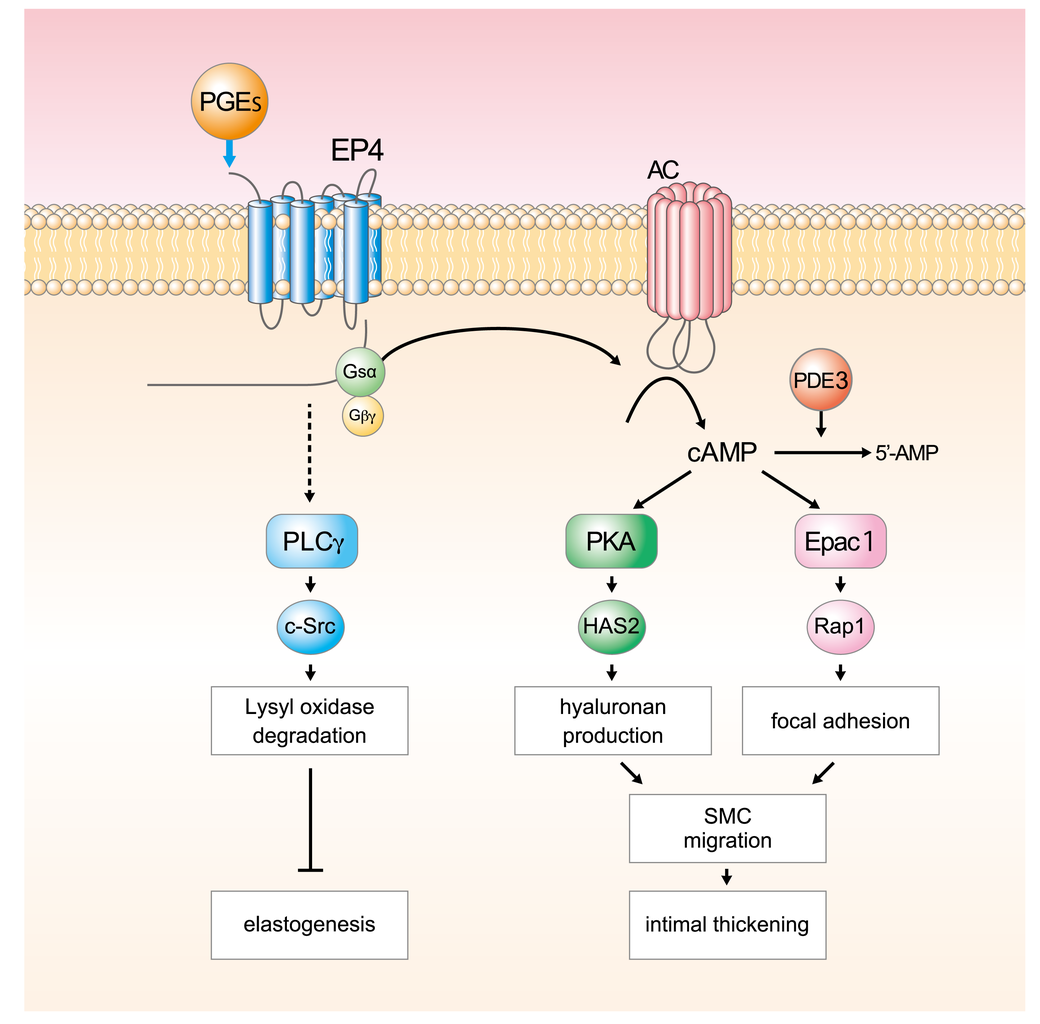 解剖学1・2・3 知識 ウイルスレッド 脊柱の解剖学、機能 そして脊椎神経の機能と起源