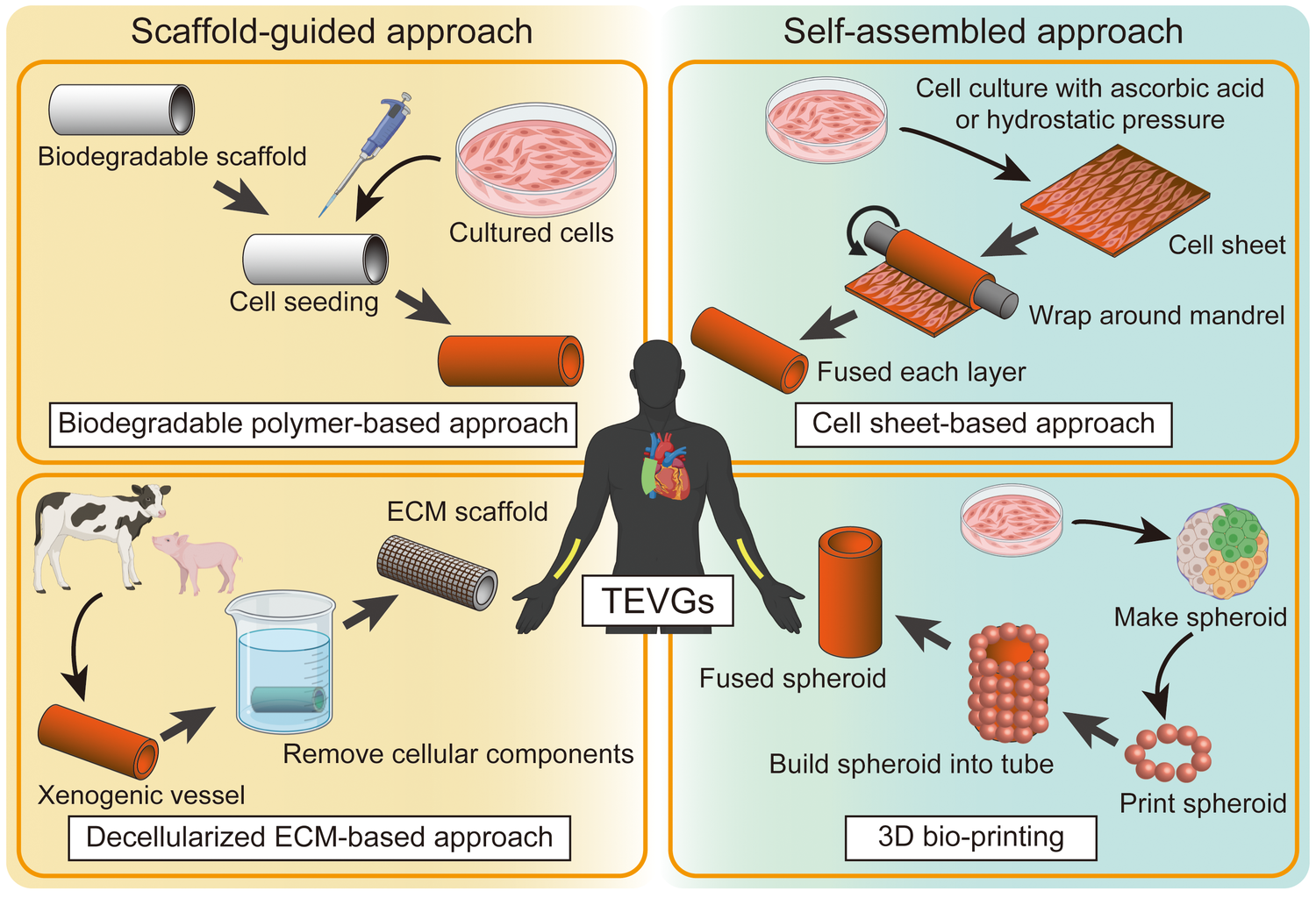 Mechanical Stress and Tissue Engineering - tokyo-med