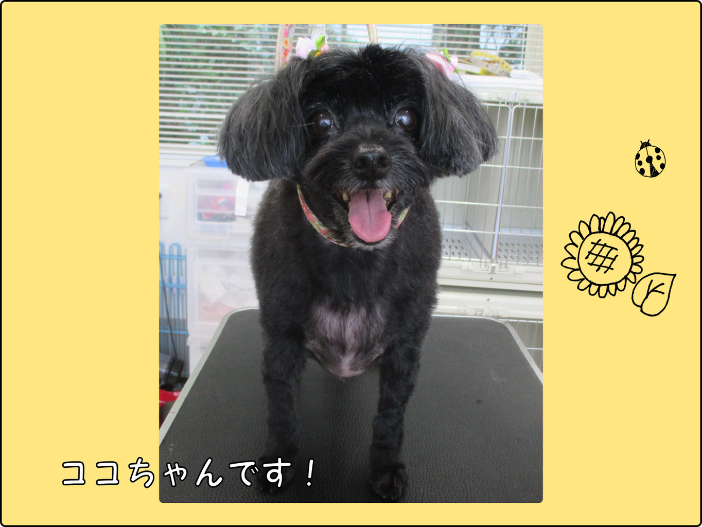 ココちゃん マカロンちゃんご来店です 湖西市の犬のトリミング Gaburin がぶりん