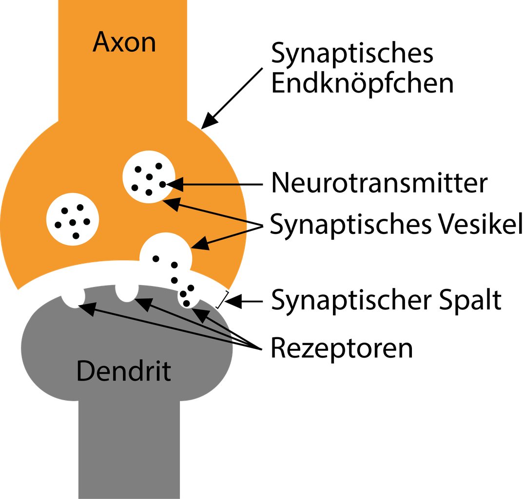 Grundlagen der Hirnforschung III - ROTH INSTITUT