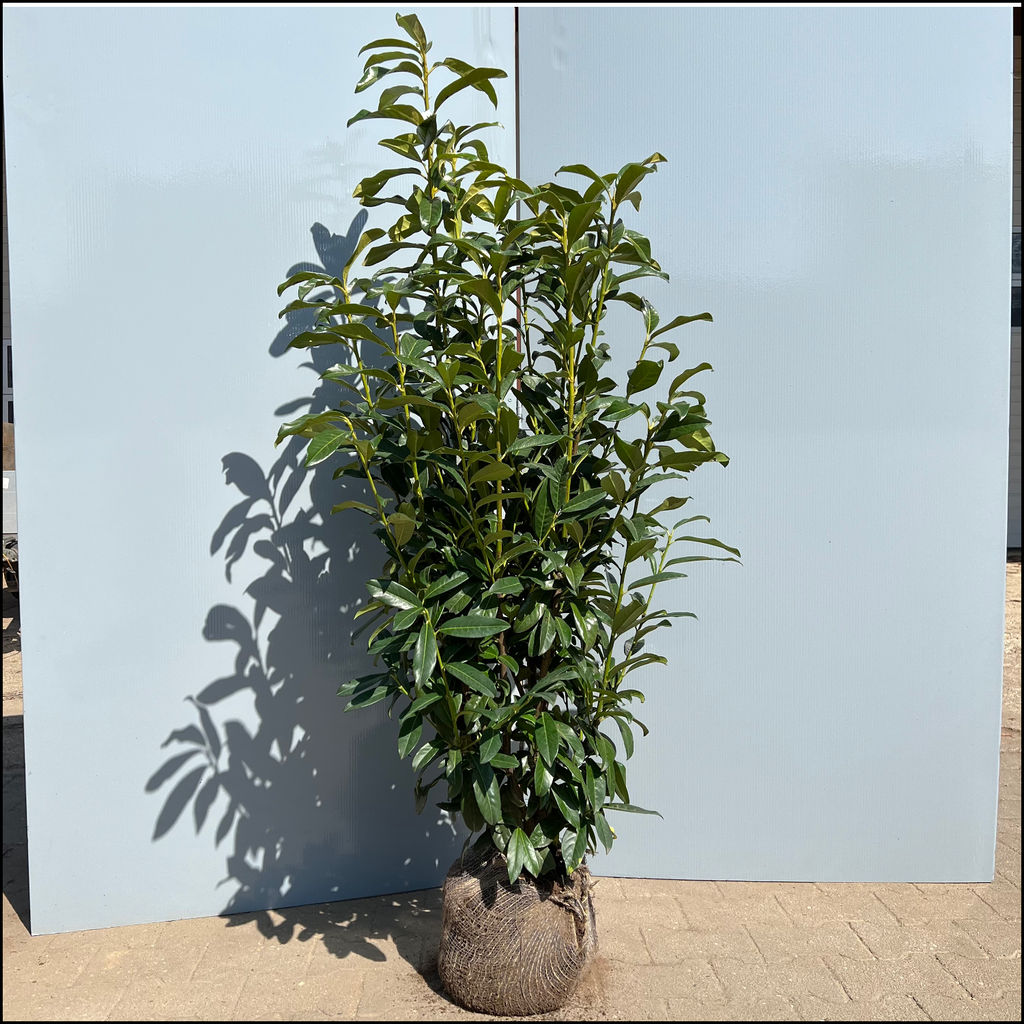 Kirschlorbeer 'Genolia' - Bayernhecke