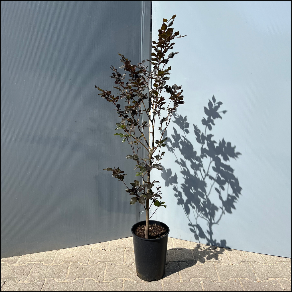 neudorff azet buxus- und ilex-dünger Neudorff Azet Buxus- & Ilex Dünger — Silberkraft