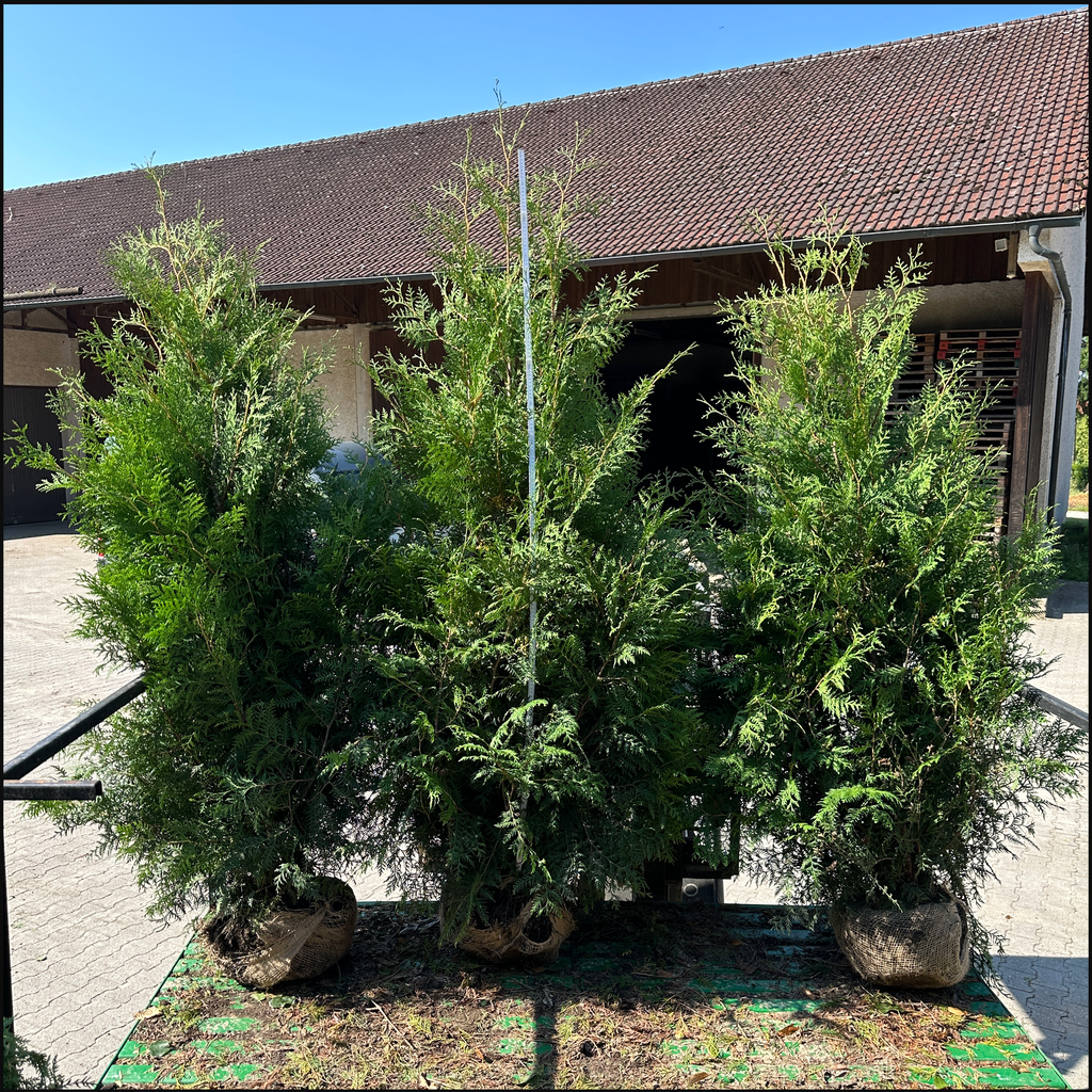 Thuja occ. 'Brabant' - Bayernhecke