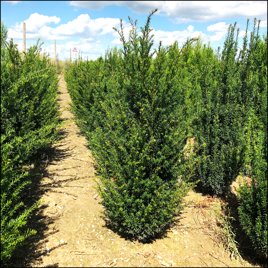 Eibe - Taxus baccata - Bayernhecke