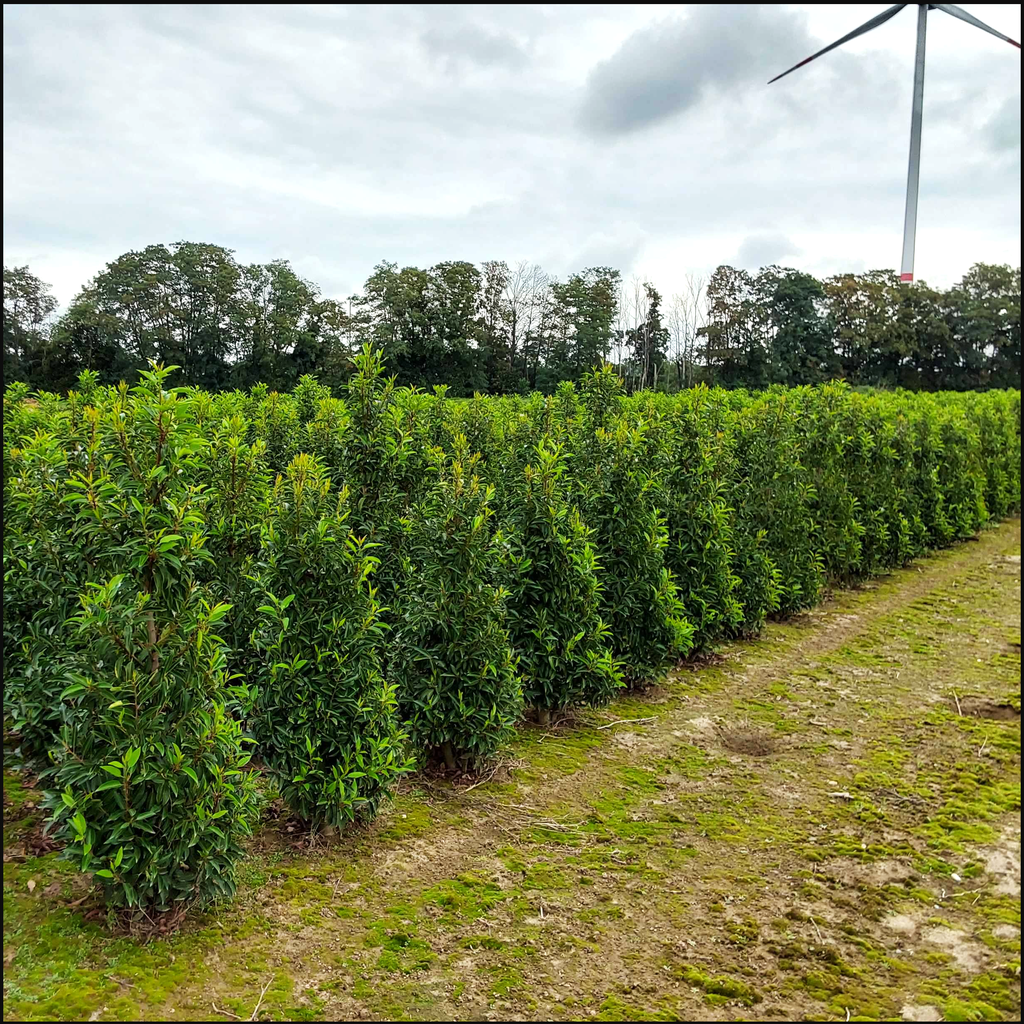 Portug. Kirschlorbeer - Bayernhecke