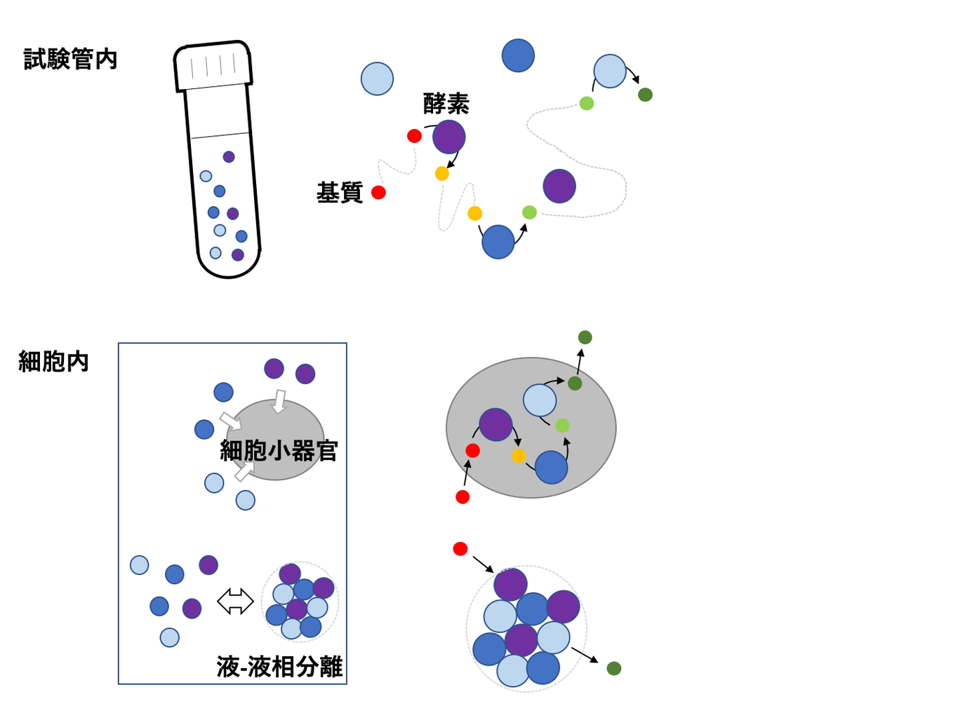 生体分子の細胞内存在状態