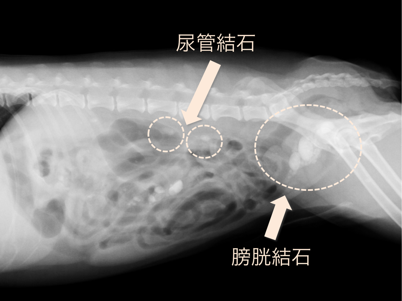 尿管結石と膀胱結石を摘出したトイプードル 立川市 昭島市 日野市 動物病院 トリミング 送迎 尿管結石と膀胱結石を摘出したトイプードル 立川市 昭島市 日野市 動物病院 トリミング 送迎