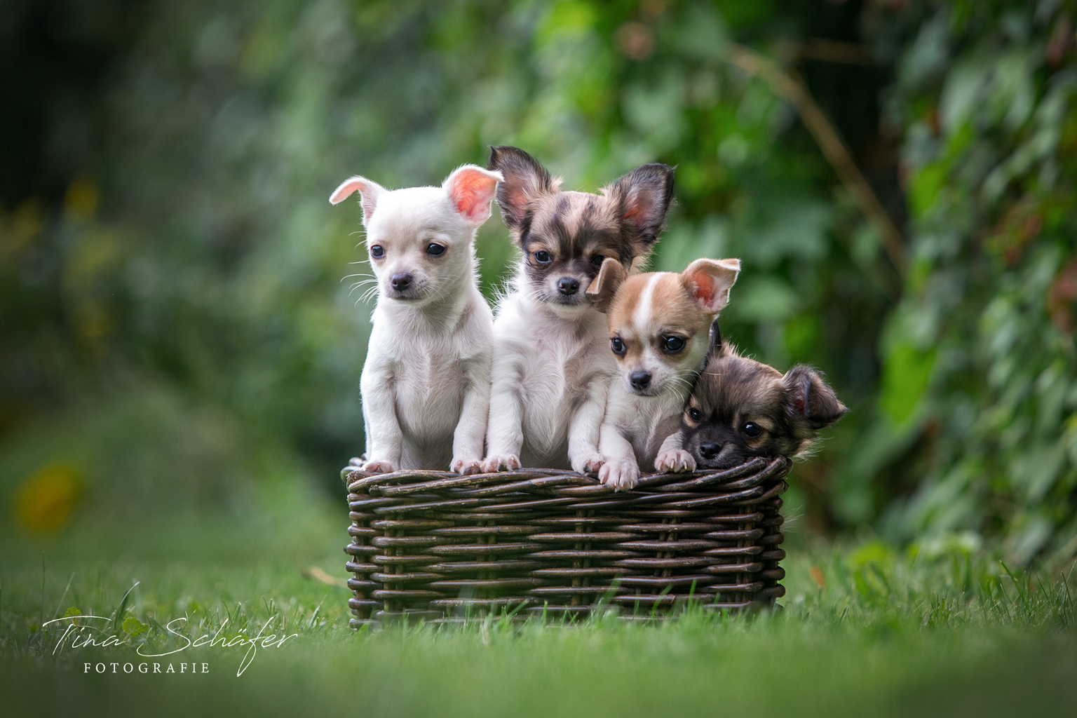 neue Welpenbilder - Chihuahua Züchter Sachsen