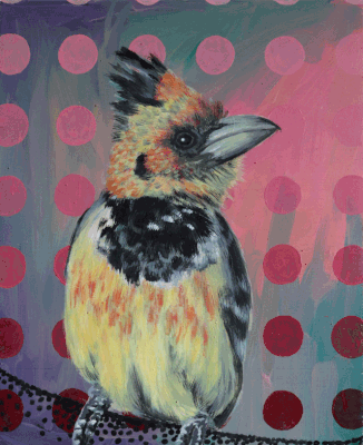 Haubenbartvogel