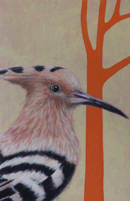 Wiedehopf, 55 x 35 cm