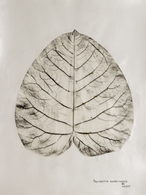 Nr.:338 Raynoutria sachalinensie / Monotypie / 36x49 
