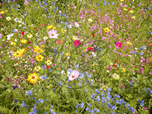 Buntgemischte Blumenwiese
