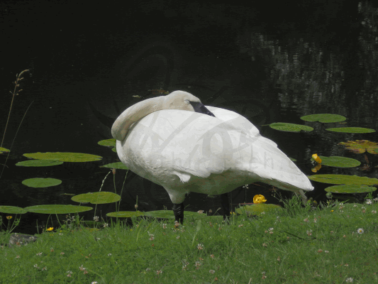 Trompeterschwan