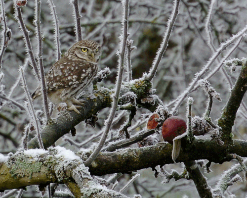 Foto: Wildbrenner