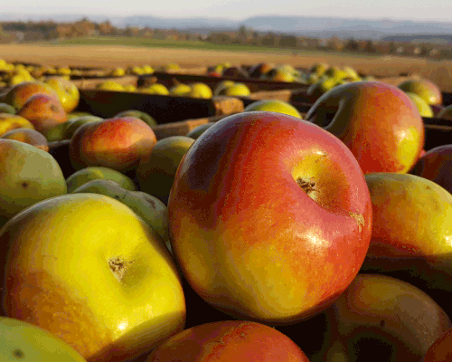 Foto: Wildbrenner - Brettacher Apfel