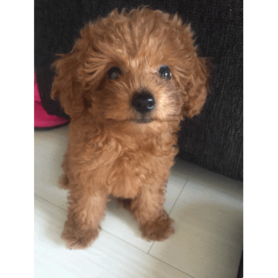 トイプードル モコちゃん　飼い主/ラウンジ 会員制 笑壺(カイインセイエツボ)