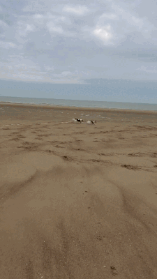 erstes mal am Meer (in Cadzand) mit Schwester Blue