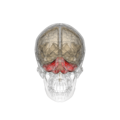 Lage des Kleinhirns (rot markiert) im Gehirn (Quelle: Wikipedia - Kleinhirns)