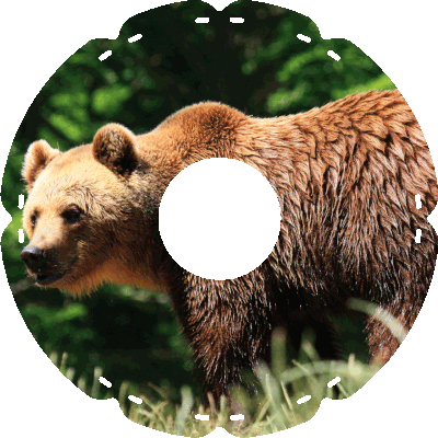 1770 Grizzlybär