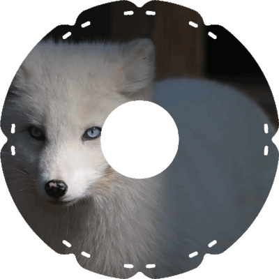 0421 Polarfuchs
