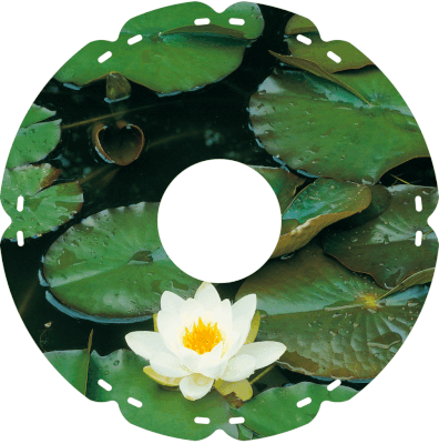 0643 Seerose