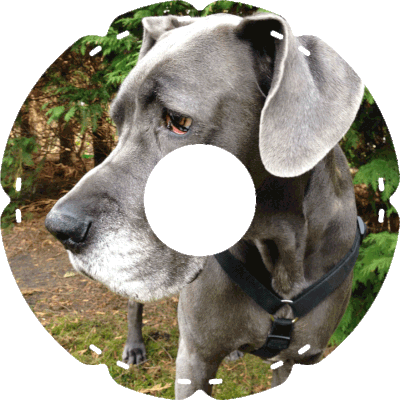 1064 Dänische Dogge