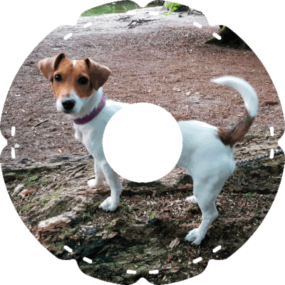 0983 Jack Russel Terrier