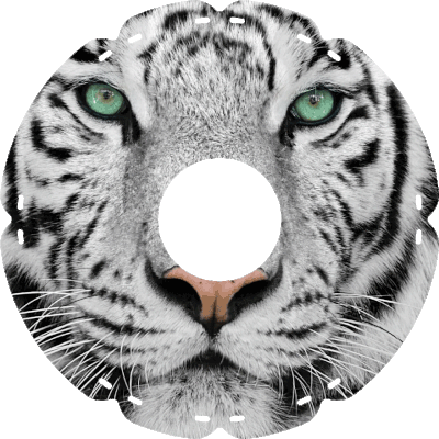 0414 Sumatra Tiger