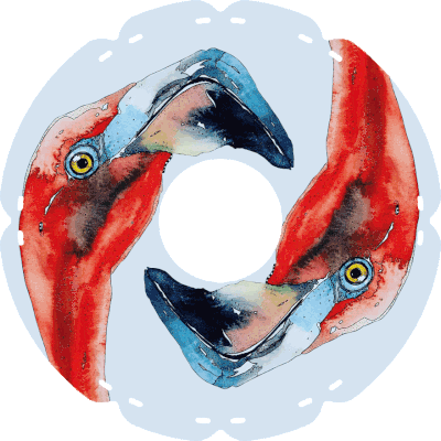 0858 Flamingo