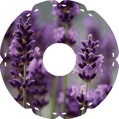 1683 Lavendel