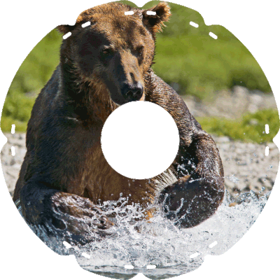 0420 Kodiakbär