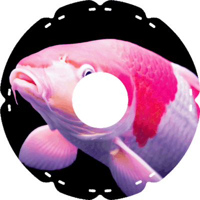 0404 Koi