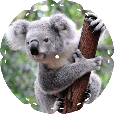 35 0480 Koala Sam