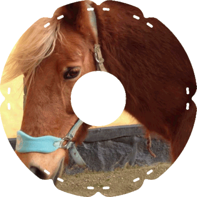 1069 Pony