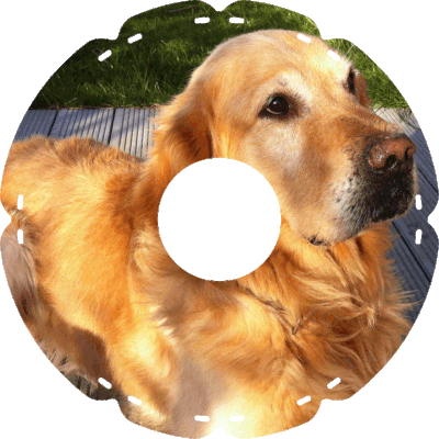1193 Golden Retriever