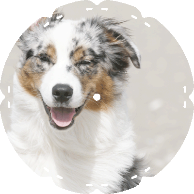 35 1693 Australian Shepherd