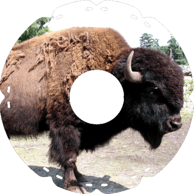 0418 Bison