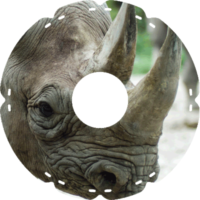 2118 Spitzmaulnashorn