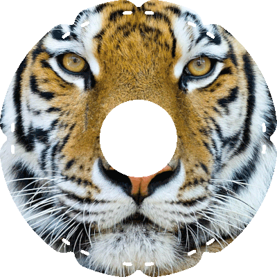 2107 Bengaltiger