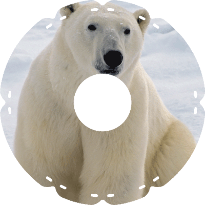 0697 Eisbär Knut