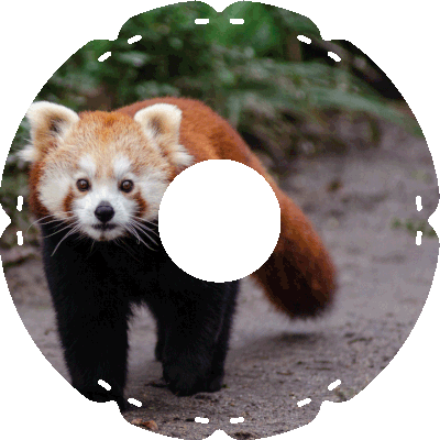 1734 Roter Panda