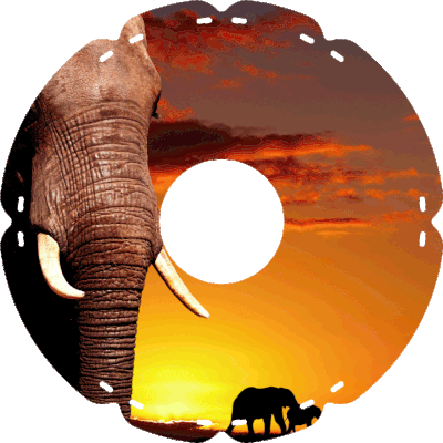 0489 Elefant im Sonnenuntergang